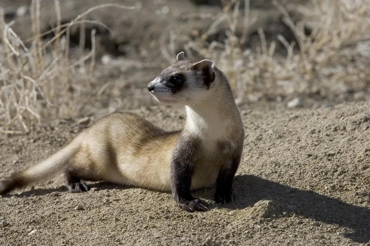 The Black-Footed Ferret: North America's Ghost of the Grasslands (Image Credits: Pixabay)