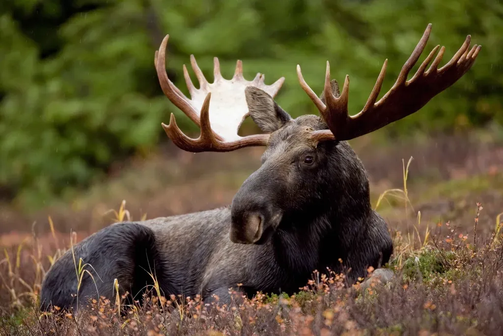 1. You’re Looking at the Biggest Member of the Entire Deer Family (Image Credits: Rawpixel)