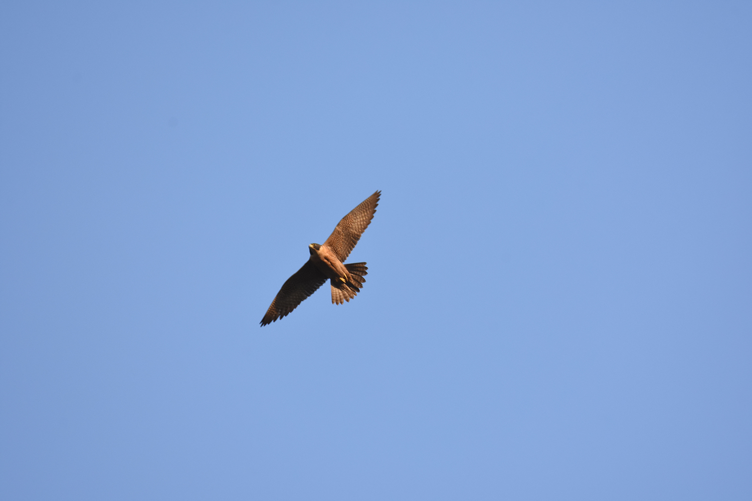 San Francisco: Bay Area Aristocrats (Image Credits: Wikimedia)