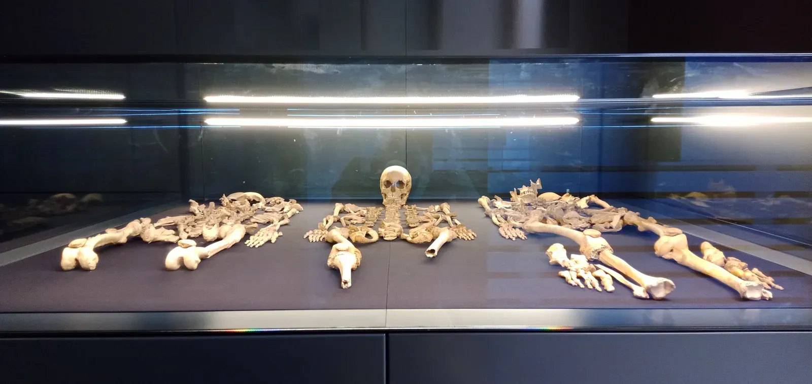 #1 - The "Almost Human" Skeleton Anatomists Refuse to Name (By A.-K. D., CC BY-SA 4.0)