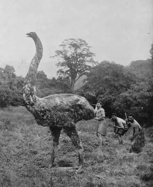 10. Moa (Family Dinornithidae) (By Augustus Hamilton, Public domain)