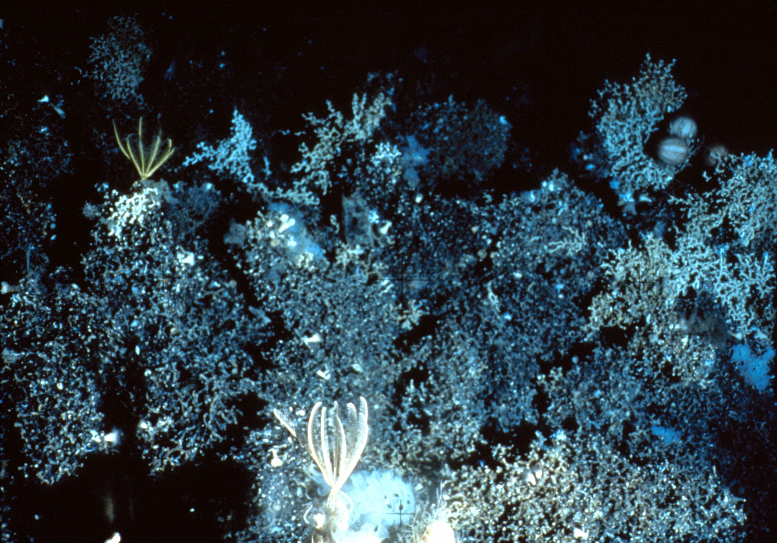 Life in the Abyss: Discoveries That Defy Belief (Image Credits: Wikimedia)