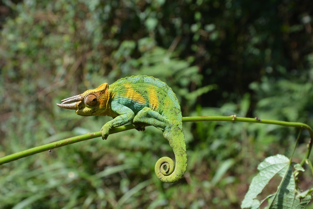 Gemini and the Clever Chameleon (Image Credits: Pixabay)