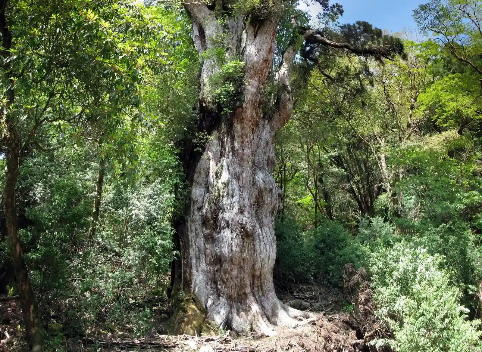 Jōmon Sugi and Japan’s Revered Cedars (Image Credits: Wikimedia)