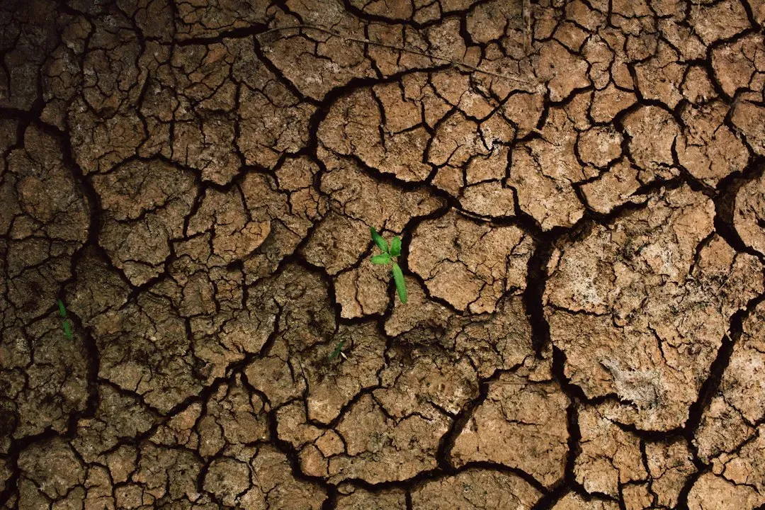 #2 - How Buried Ditches Become Green Highways in a Drought (Image Credits: Unsplash)