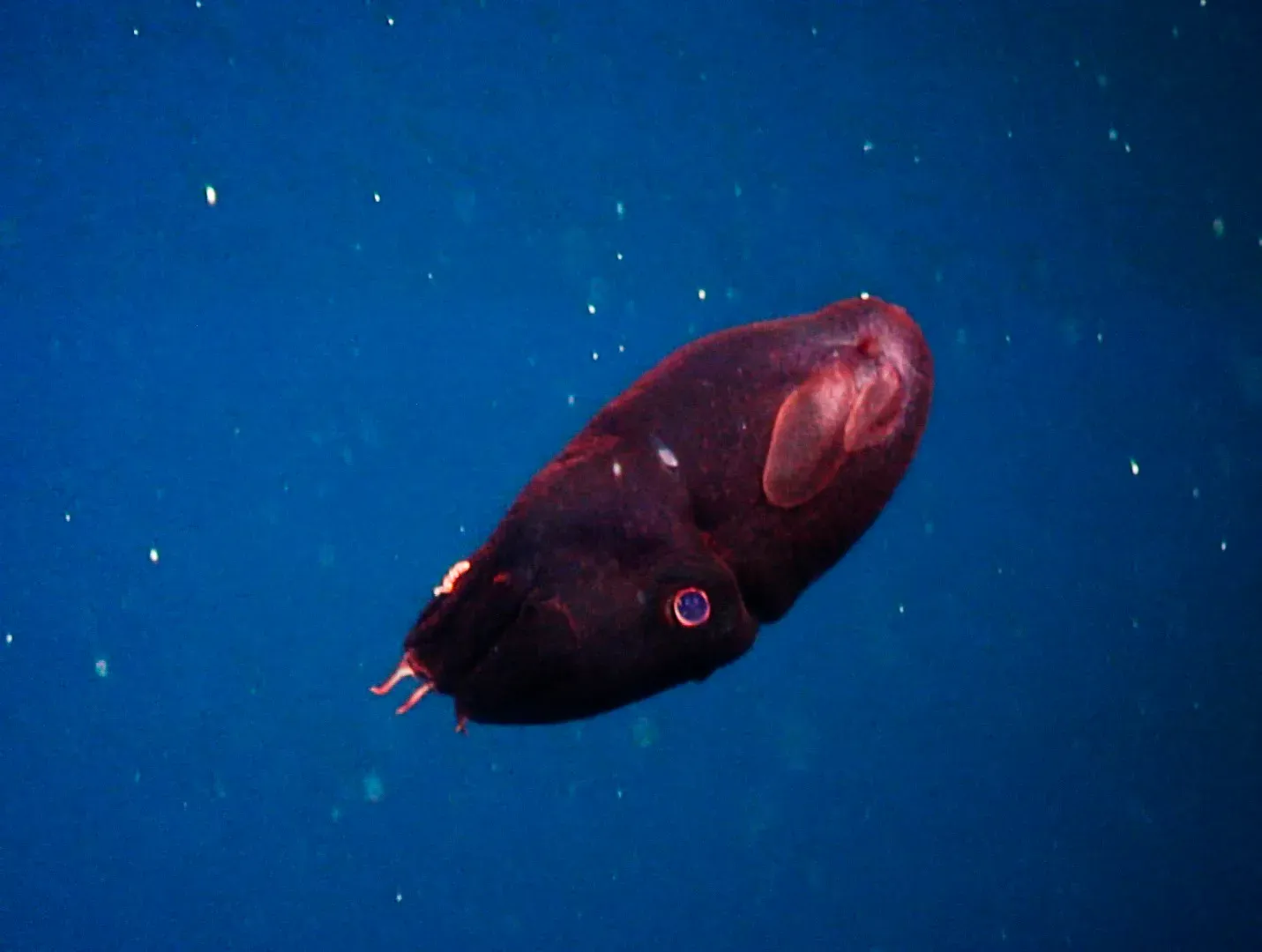 Some Organisms Get Their Glow from Symbiotic Bacteria (Image Credits: Wikimedia)