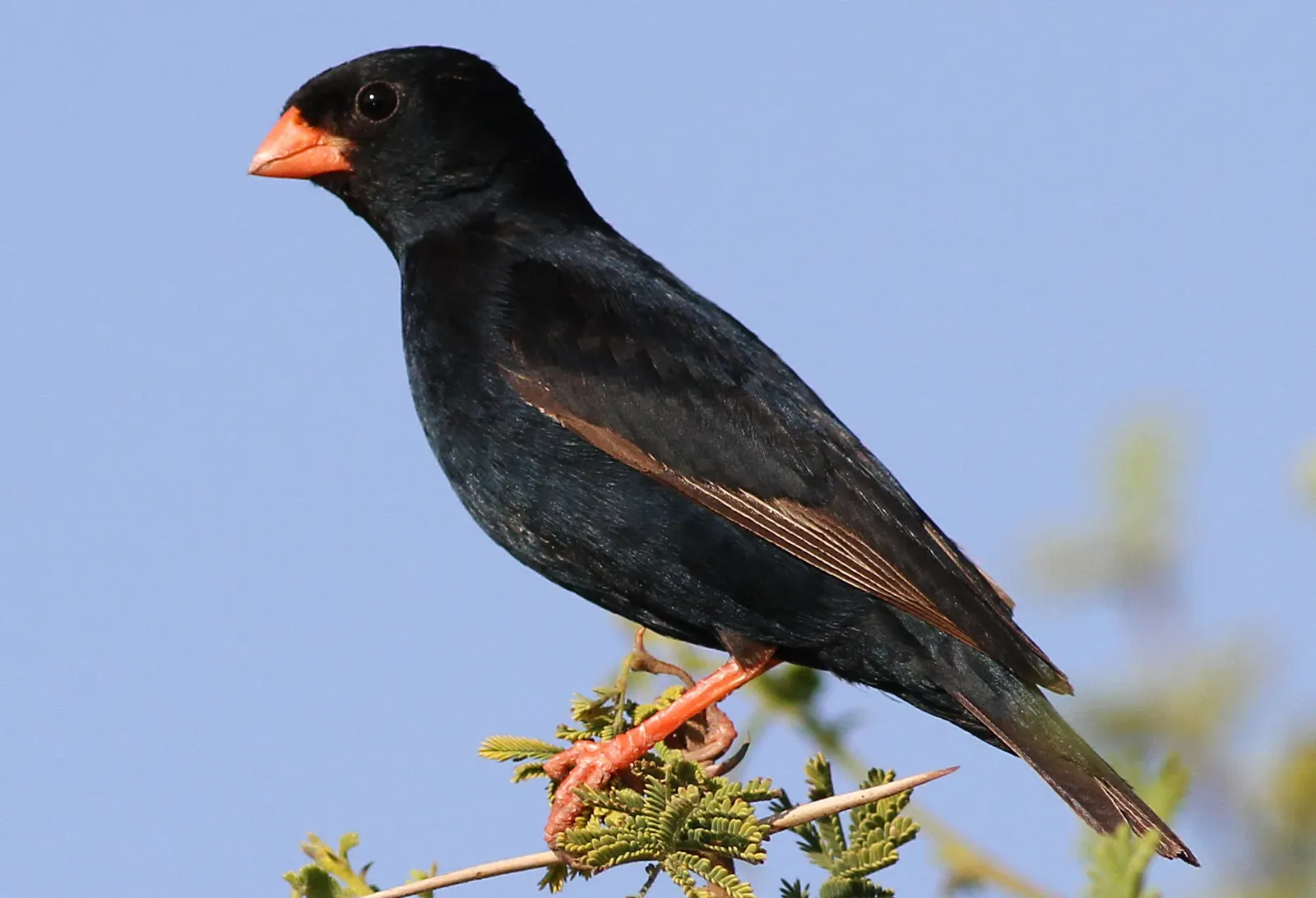6. Village Indigobird – The Master of Copycat Songs (Village indigobird, Vidua chalybeata, at Mapungubwe National Park, Limpopo, South Africa (male), CC BY 2.0)