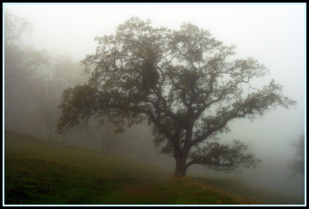 The Silver Lining in a Dying Forest (Image Credits: Flickr)
