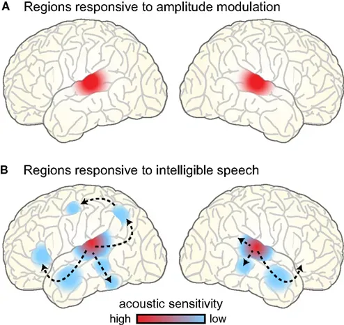The Temporal Lobe Connection (Image Credits: Wikimedia)
