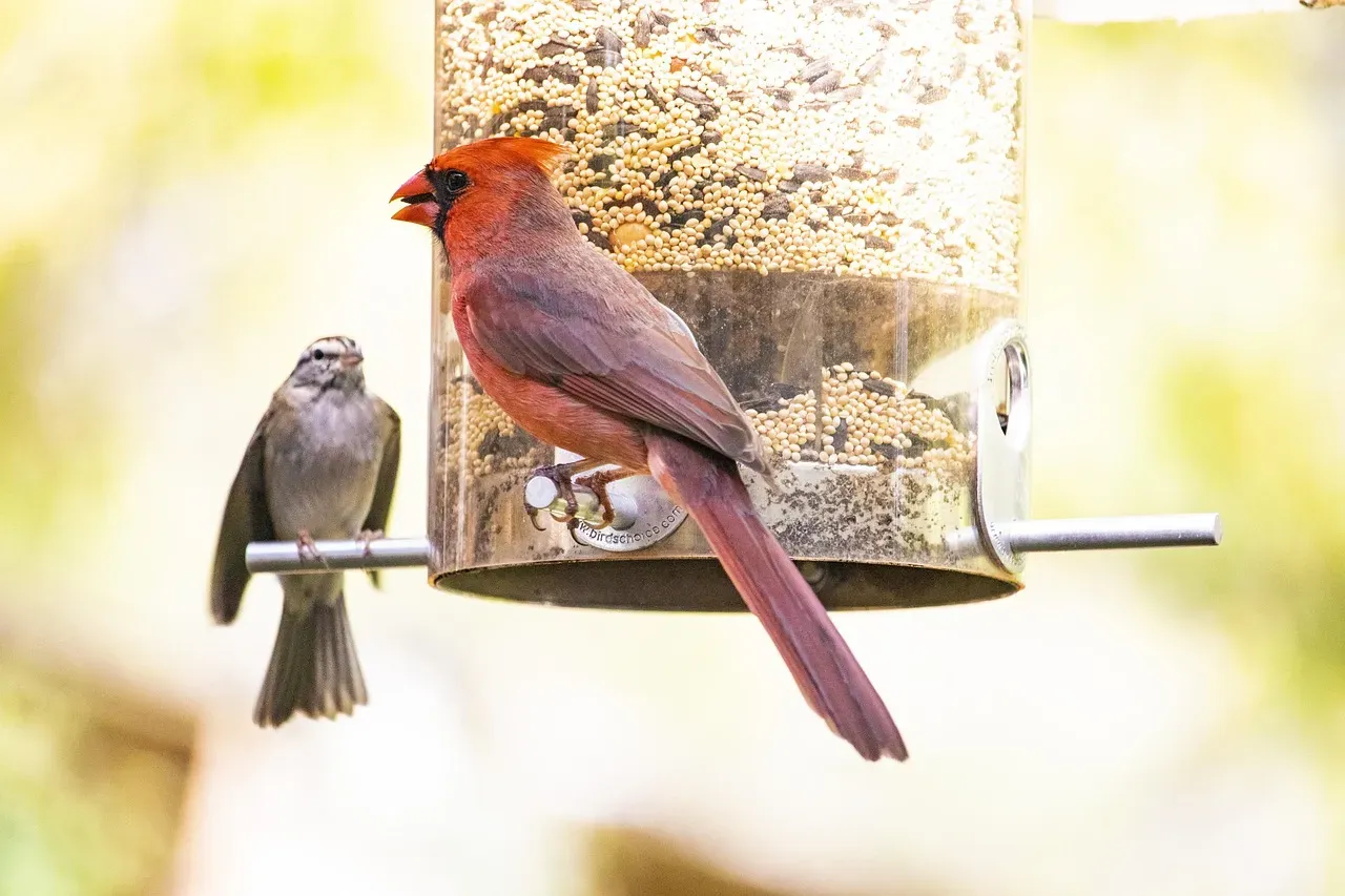 11. You Can Attract More Cardinals With The Right Yard Design (Image Credits: Pixabay)
