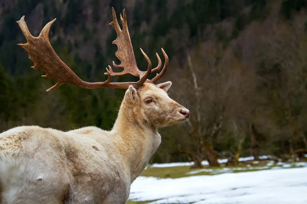 Deer: Regrowing Sixty Pounds in Three Months (Image Credits: Pixabay)