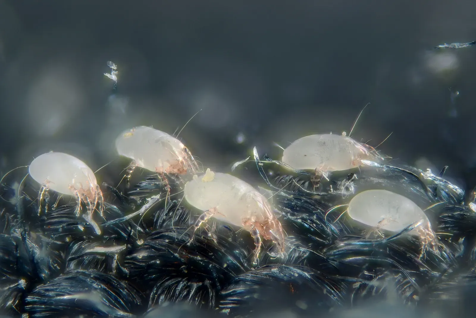 Dust Mites Feasting on Your Skin Right Now (Image Credits: Wikimedia)