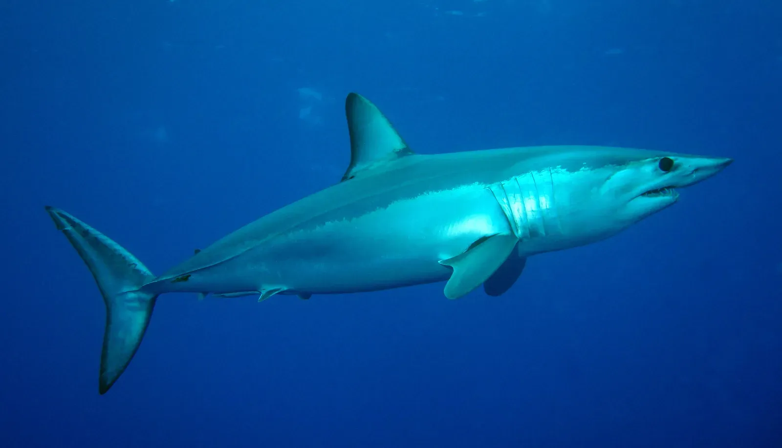 Sagittarius – The Shortfin Mako Shark (By Patrick Doll, CC BY-SA 3.0)