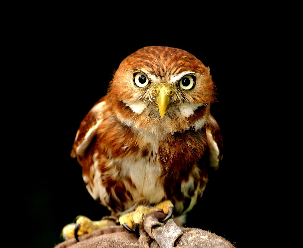 The Wise Owl: Sagittarius' Truth-Seeking Vision (Image Credits: Pixabay)