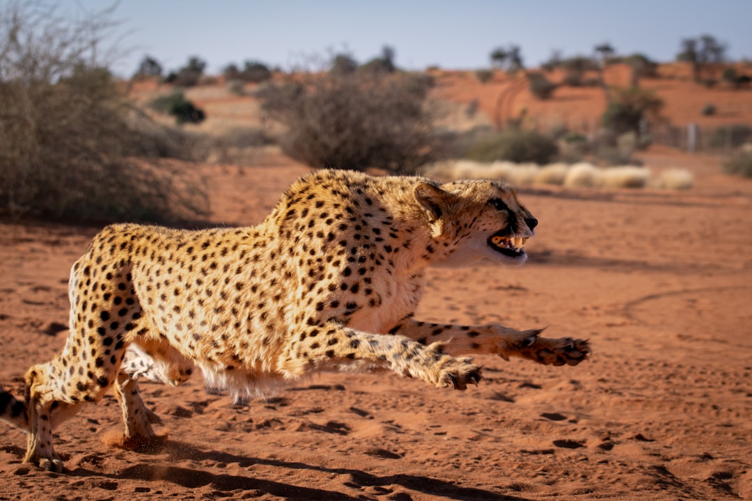 Aries: The Fierce Cheetah (Image Credits: Unsplash)