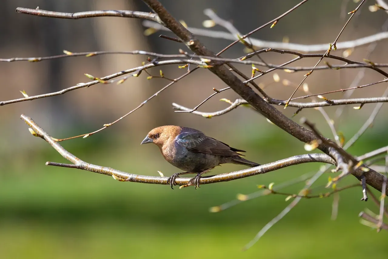 Cowbird Watching Also Reveals How Highly Adapted They Are (Image Credits: Pixabay)