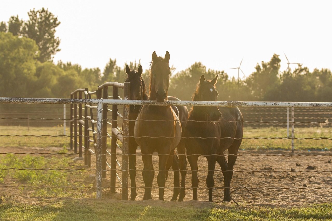 Oklahoma: Small State, Big Horse Population (Image Credits: Pixabay)