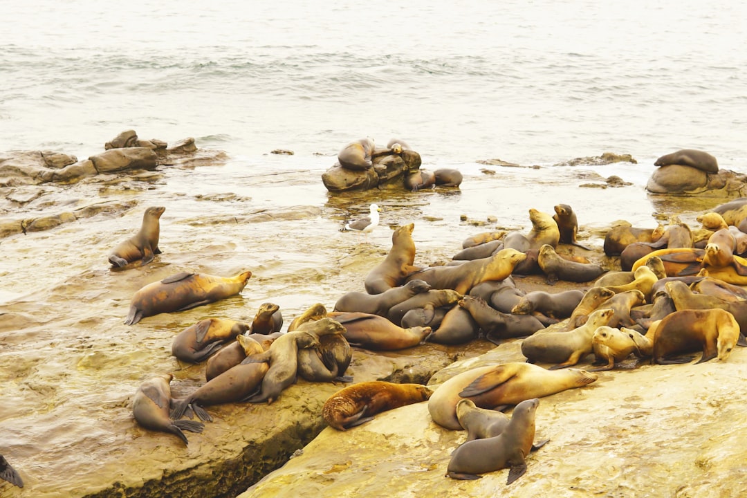 Coastal Community Integration (Image Credits: Unsplash)