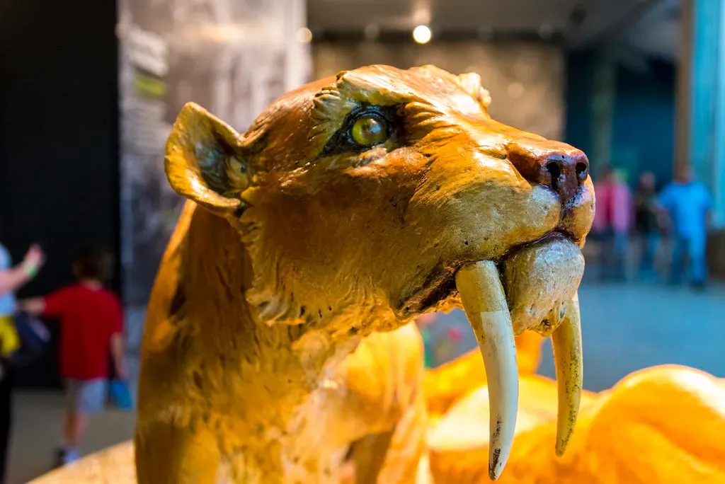 8. Smilodon – The Iconic Saber-Toothed Cat of the Ice Age (LionBearTX, Flickr, CC BY 2.0)