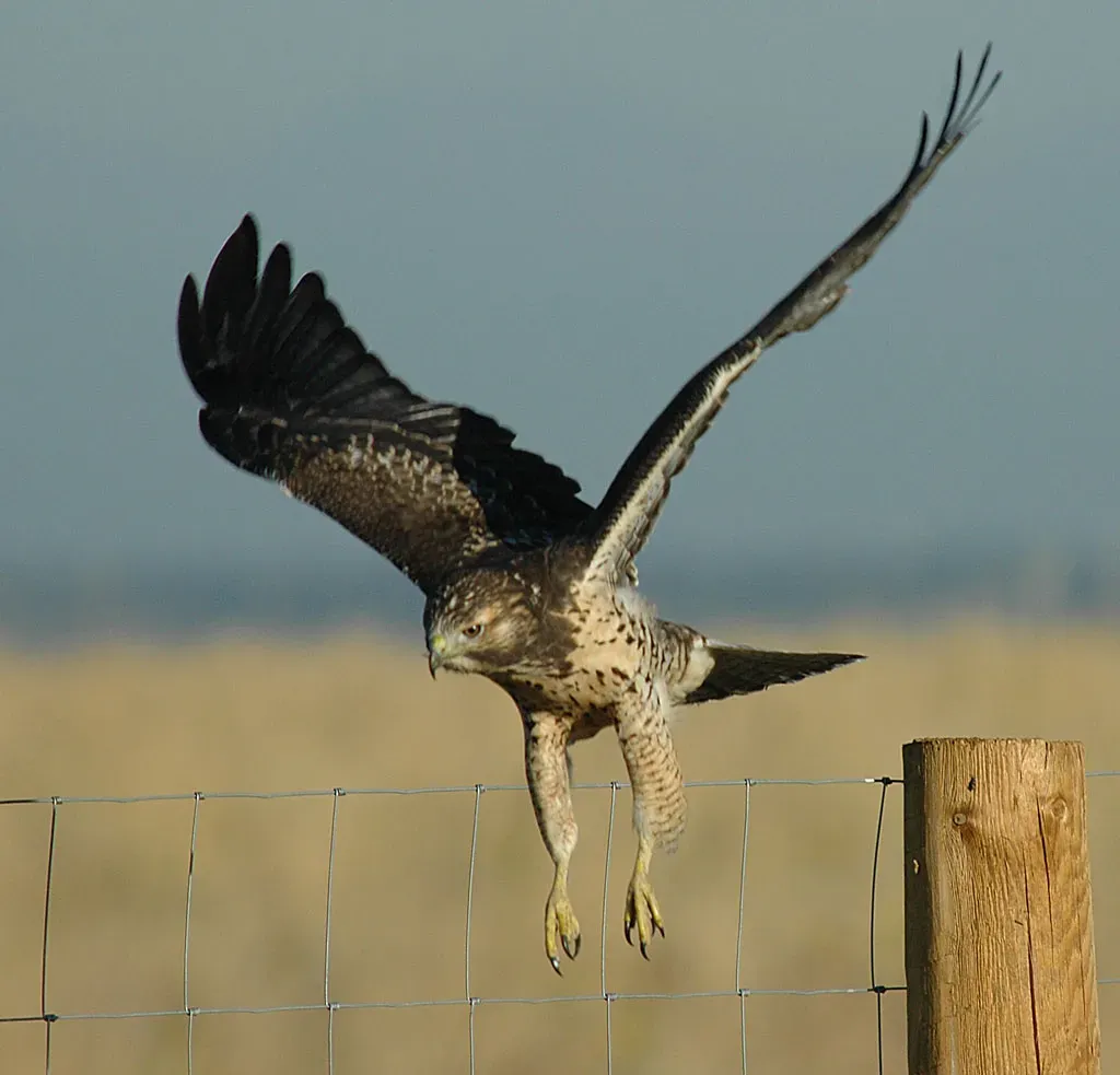 Spiritual and Cultural Meanings: Why Hawks Feel So Personal (Hawk Taking Off, Public domain)