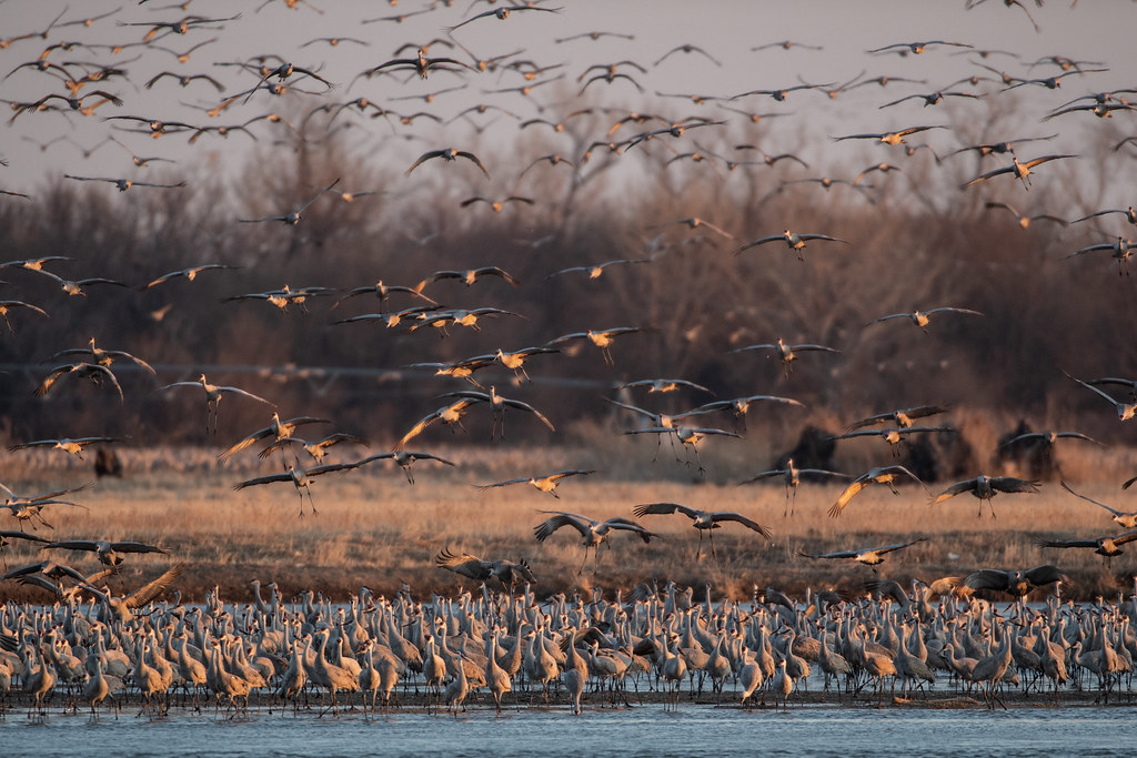 The Great Gathering (Image Credits: Flickr)