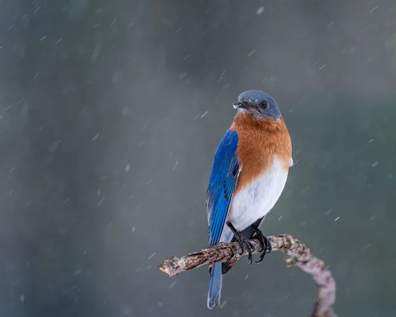 Finding Your Own Bluebird Moments (Image Credits: Pexels)