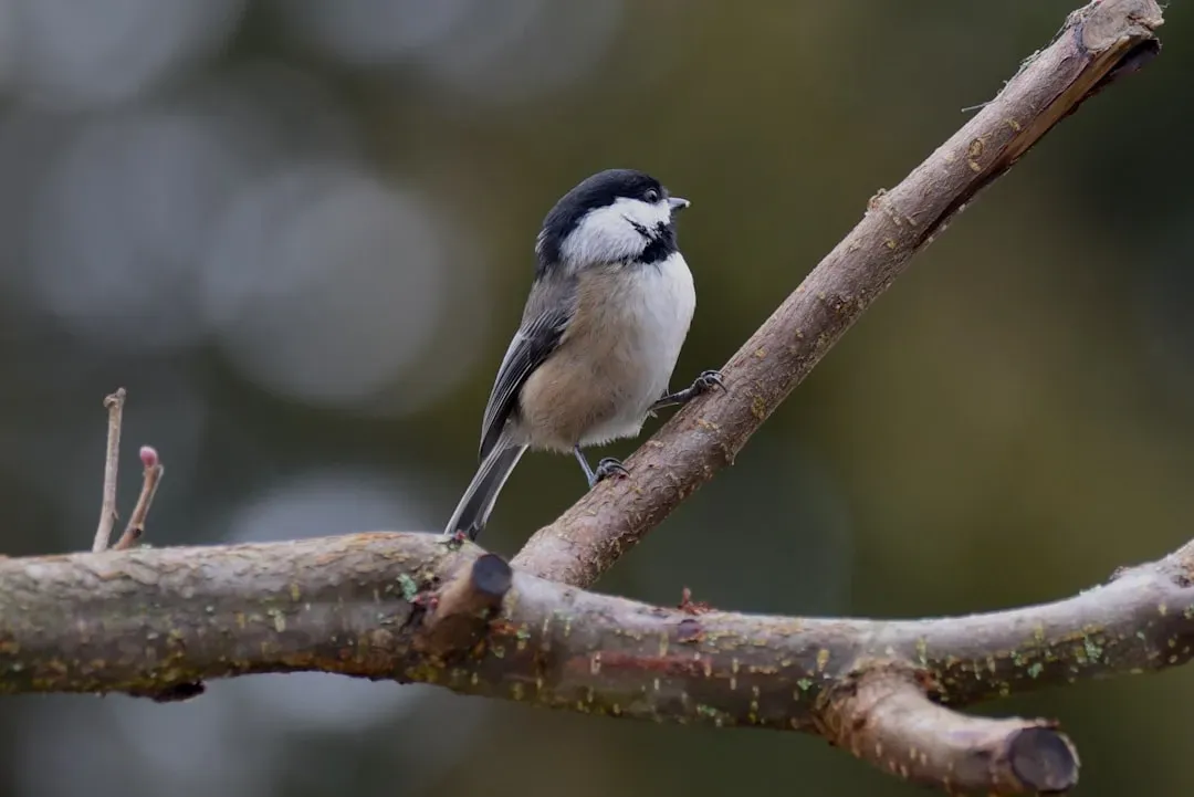 Virgo: Black-capped Chickadee (Image Credits: Unsplash)