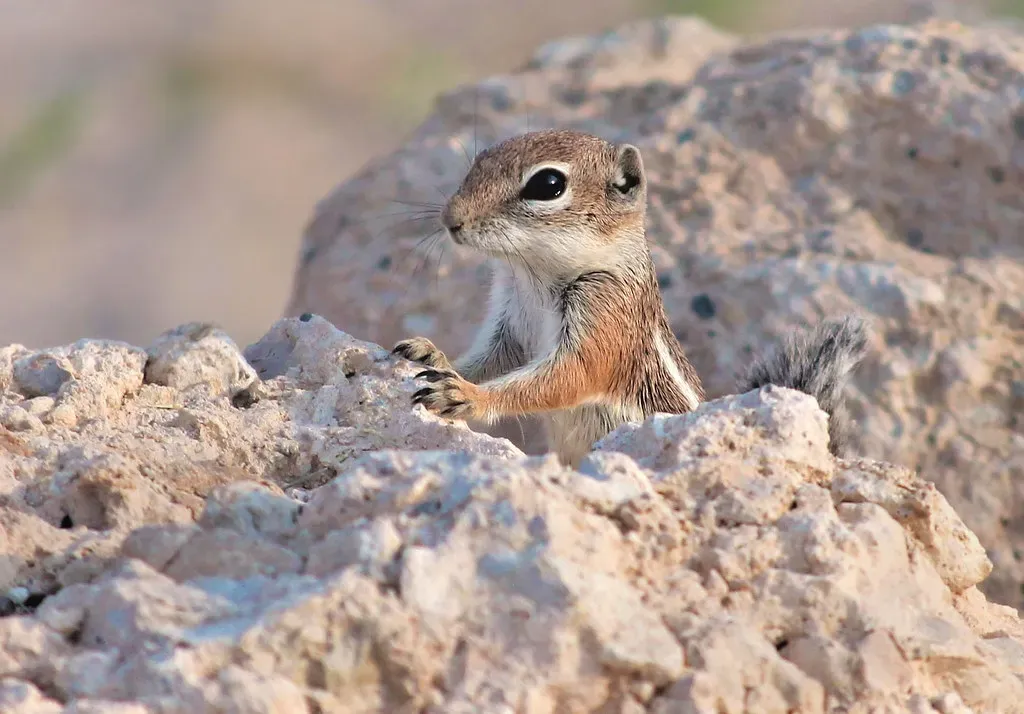 Conclusion: A Harsh Land Full of Ingenious Survivors (Monkeystyle3000, Flickr, CC BY 2.0)