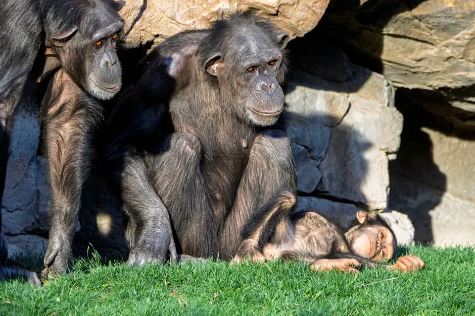 #12 - Chimpanzee Mothers Carry Mummified Infants for Months (Image Credits: Pexels)