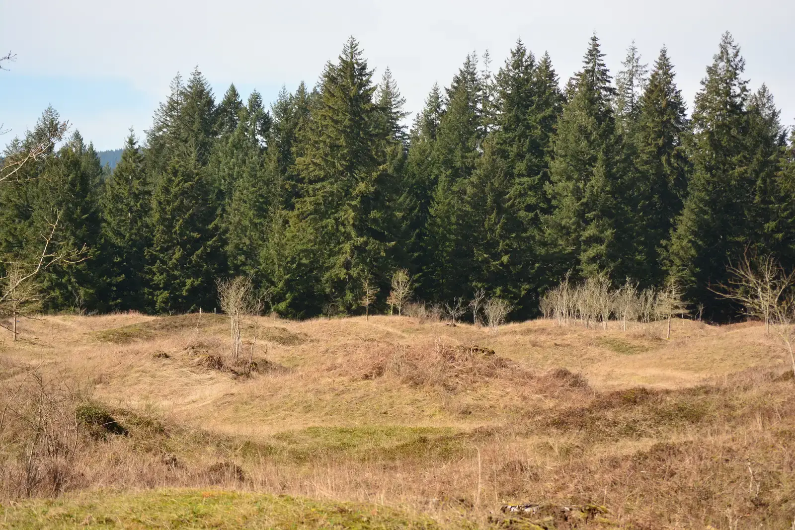 4. The Mima Mounds: Ancient Bumps With No Convincing Explanation (Photo by Joe Mabel., CC BY-SA 4.0)