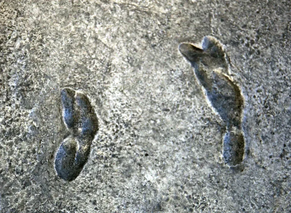 3. Laetoli Footprints: When You First Walked Upright (Tim Evanson, Flickr, CC BY-SA 2.0)