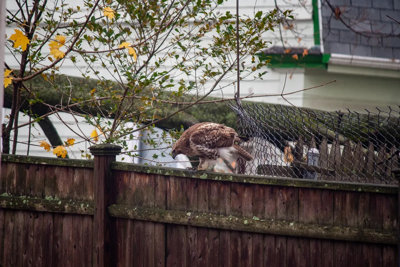 The Most Likely Reason: A Perfect Vantage Point (Hawk on fence 12-1-2020 (3 of 8), CC BY 2.0)