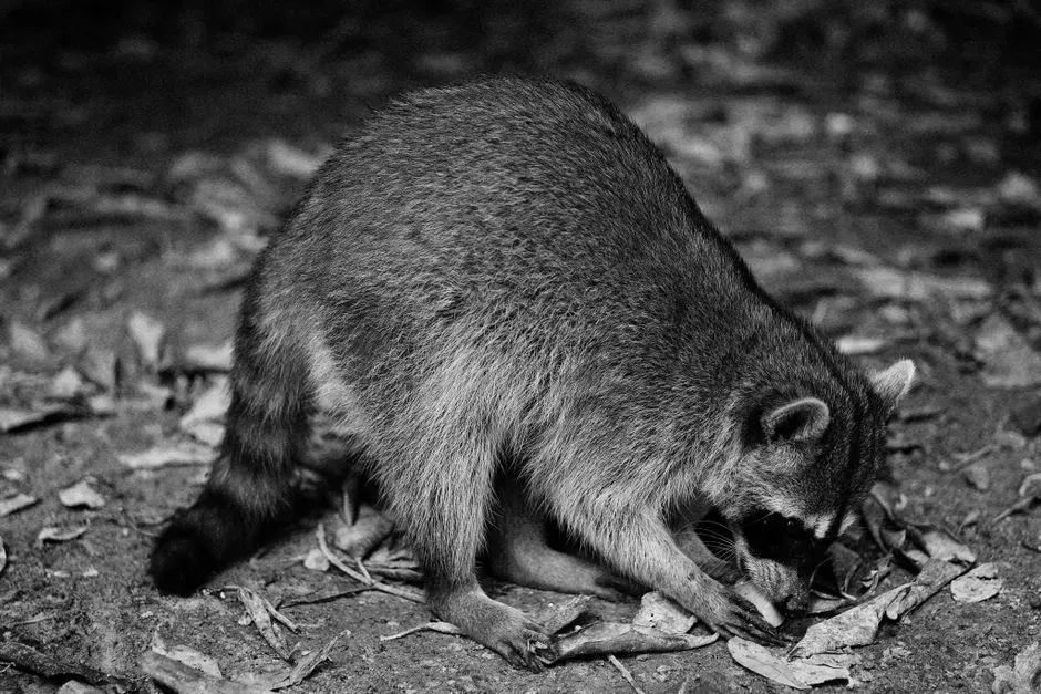 #11 - You Hear Activity at Night but Never See What’s Causing It (Image Credits: Pexels)