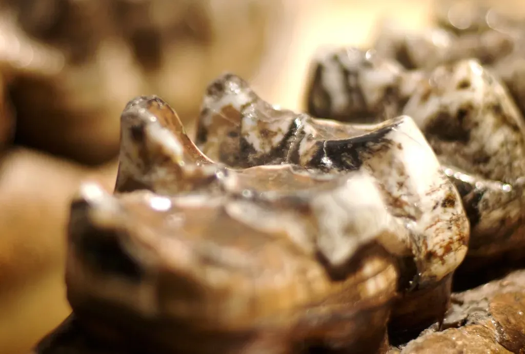 #8 - The "New Mammal" Known Only From A Chewed-Up Tooth (Peat Bakke, Flickr, CC BY 2.0)