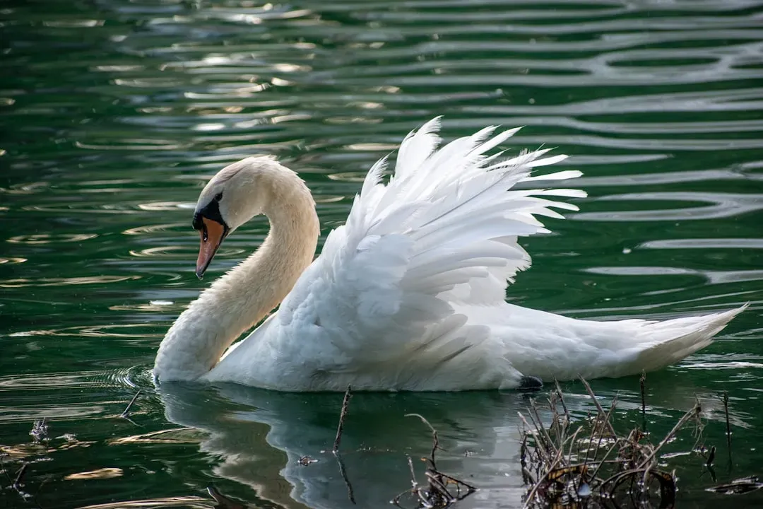 Libra: The Graceful Swan (Image Credits: Unsplash)