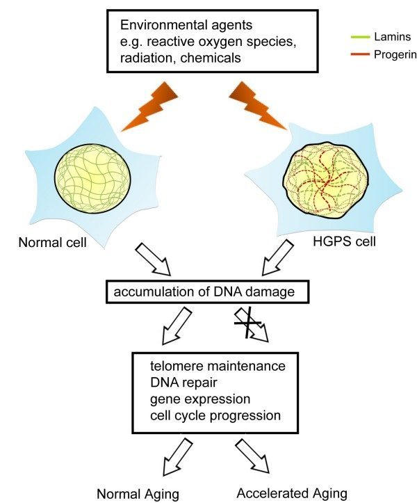 Cellular Clocks: Telomeres and the Limits of Replication (Image Credits: Wikimedia)
