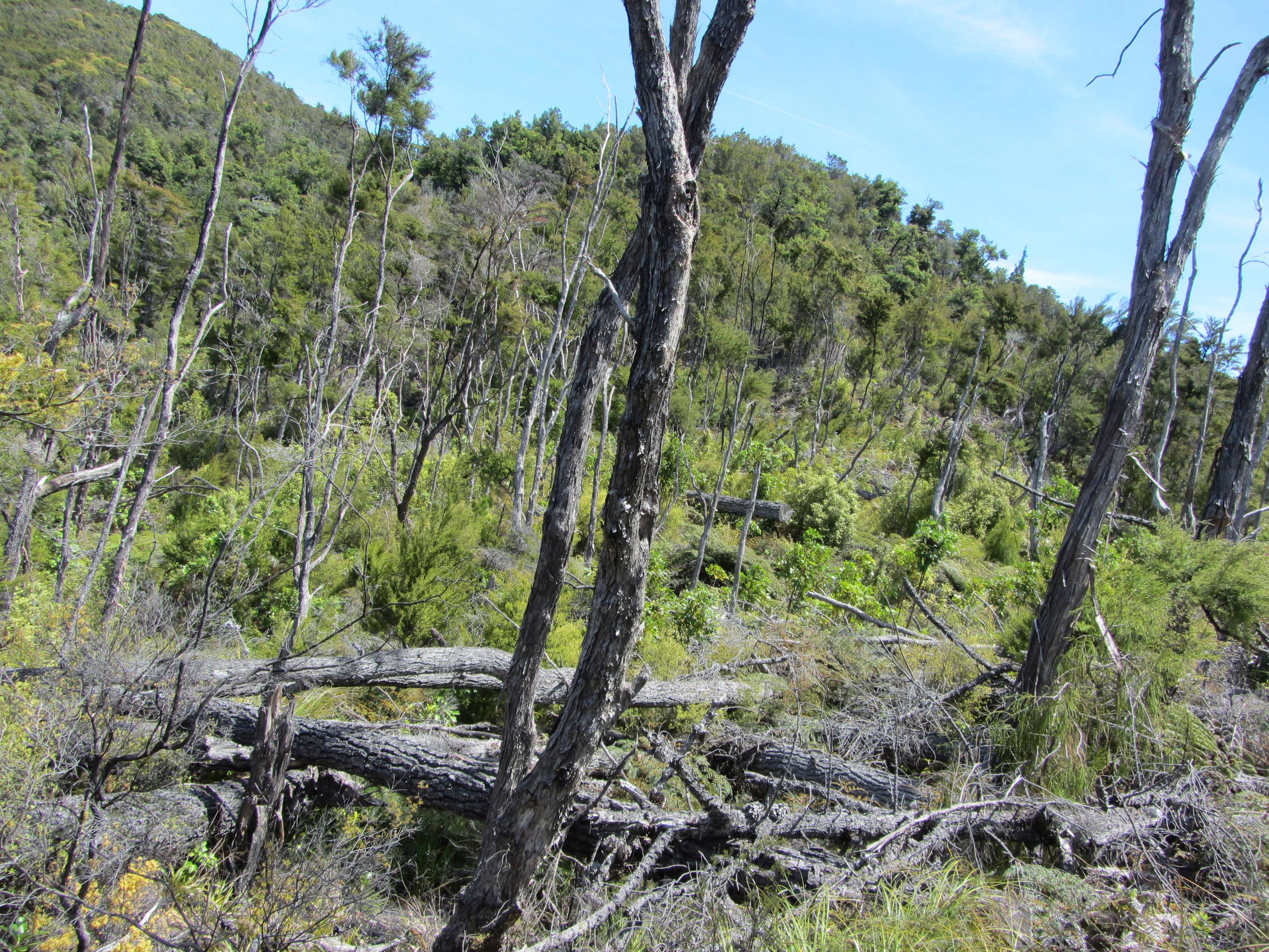 The Hidden Clues (Image Credits: Wikimedia)