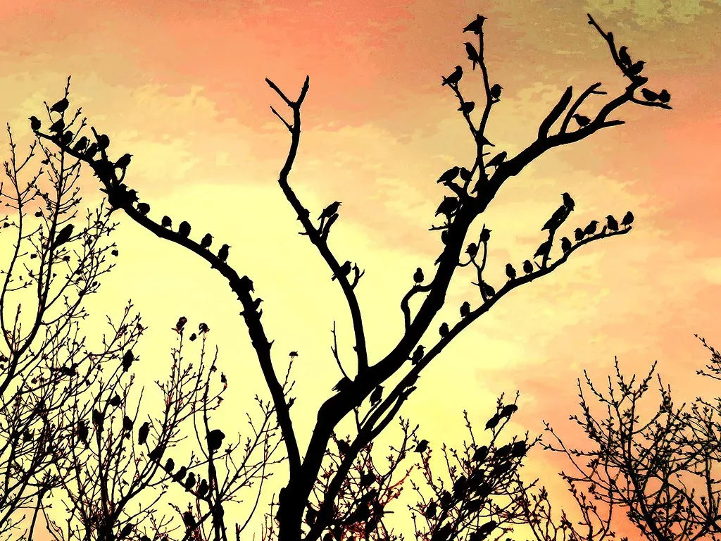 Learning From Experience: Plants That Stop Overreacting (John William Hammond, Flickr, CC BY-SA 2.0)