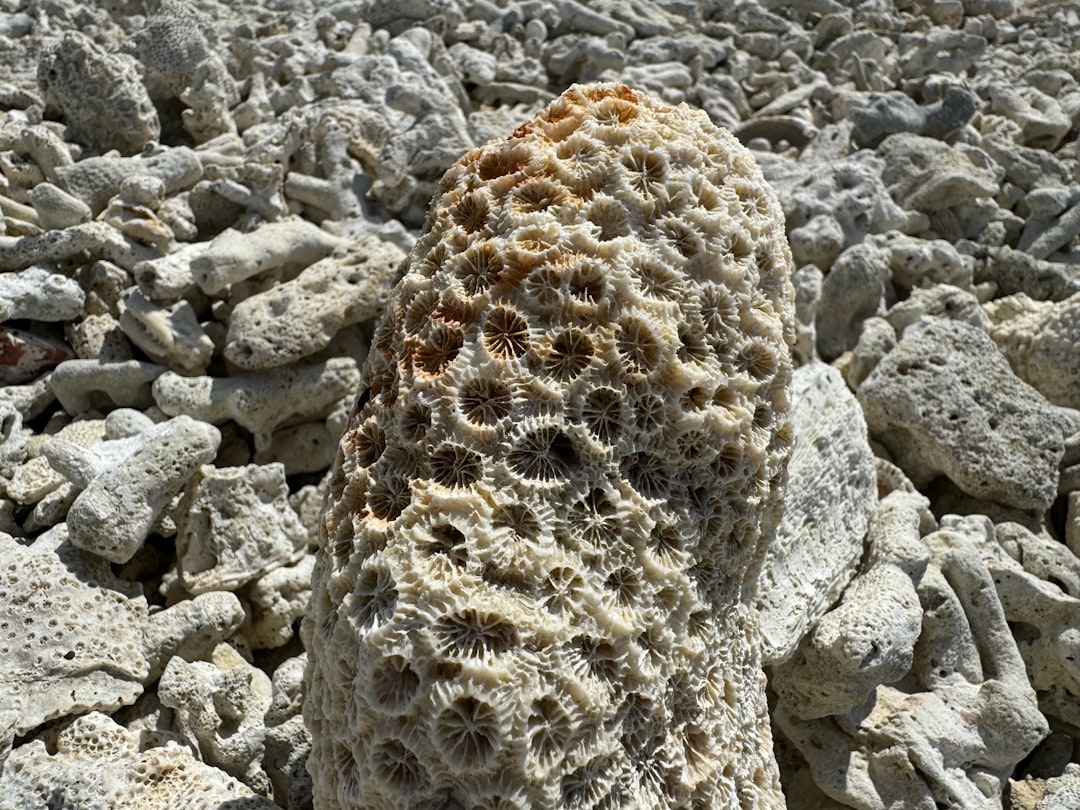 Reading an Ancient Reef (Image Credits: Unsplash)