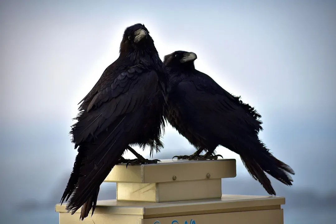 7. Crows and Other Birds That Plan, Remember, and Even Hold “Funerals” (Image Credits: Unsplash)