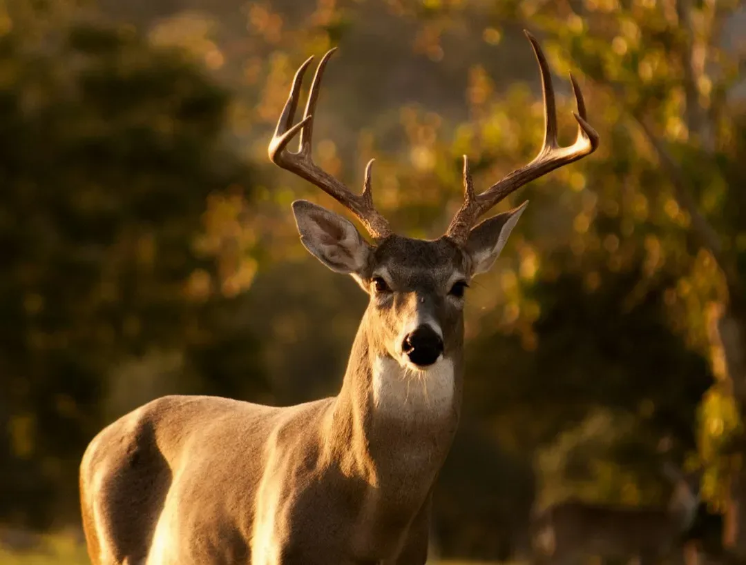 Inside the Animal Brain: What Neuroscience Reveals (Image Credits: Unsplash)