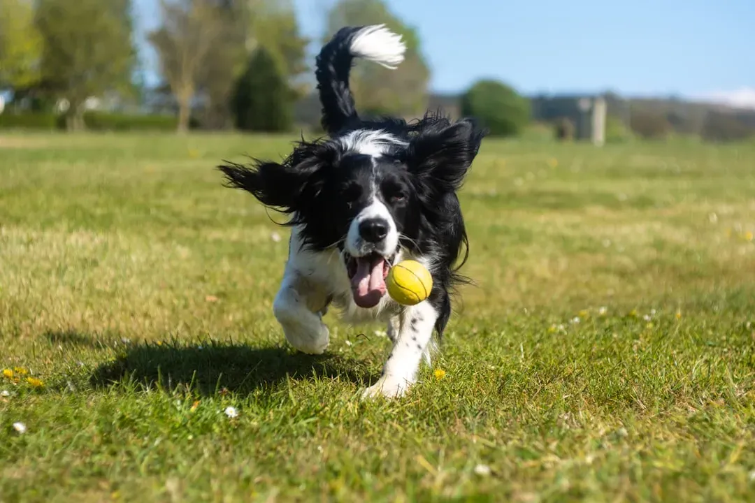 Designing Play Sessions That Truly Help Your Dog (Image Credits: Unsplash)