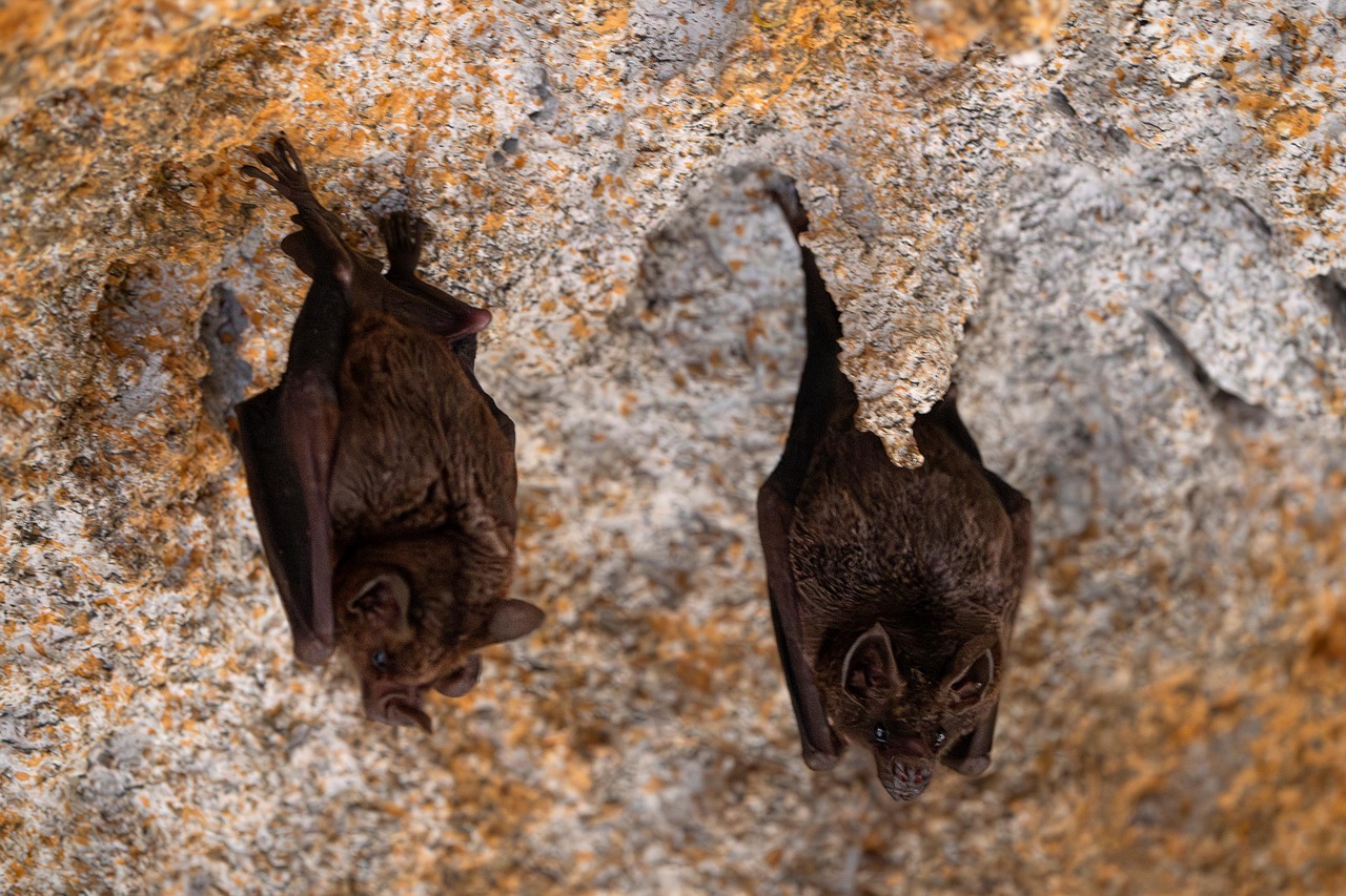 The Silent Migration Underground (Image Credits: Pixabay)