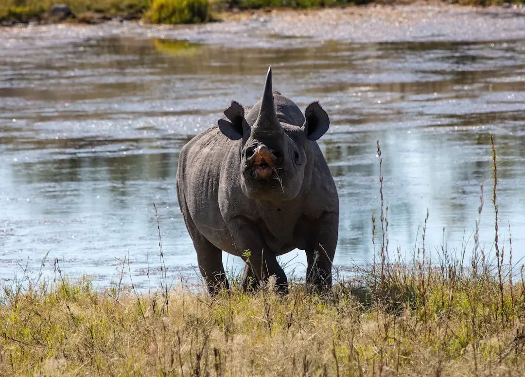 Black Rhinos: Guarded Around the Clock (Image Credits: Unsplash)
