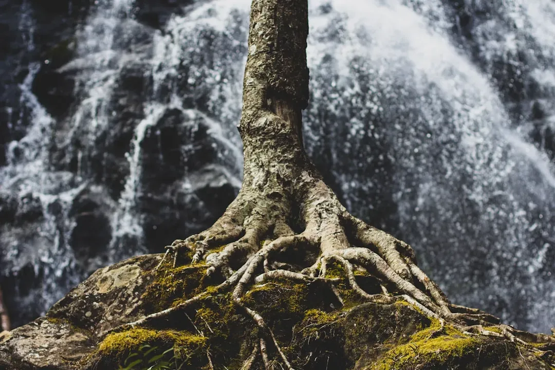 #11 - Roots Can Sense Vibration and Sound (Image Credits: Unsplash)