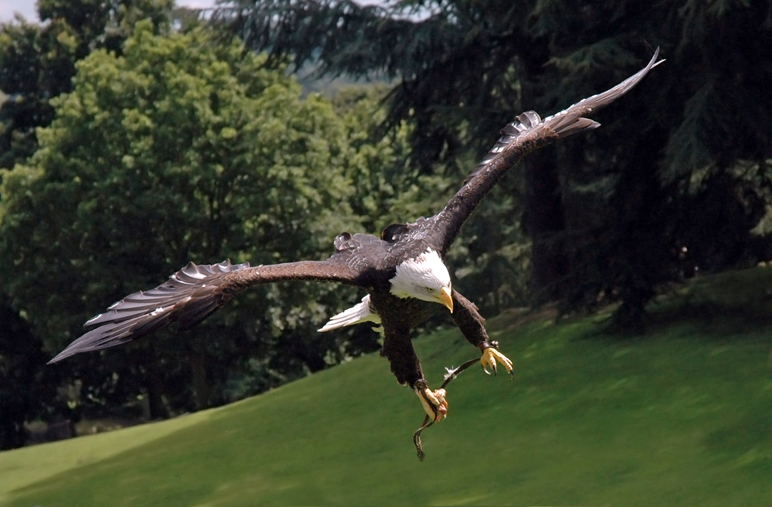 Bald Eagle (Image Credits: Wikimedia)