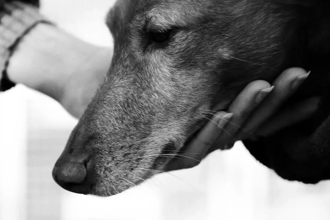 #9 - Scientists Admit They Can't Actually Confirm the Emotion (Image Credits: Unsplash)