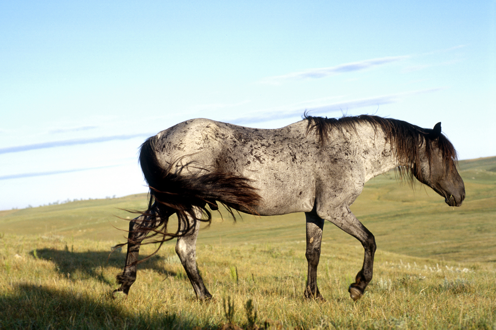 Nokota Horse: Prairie History With A Precarious Present (Image Credits: Wikimedia)