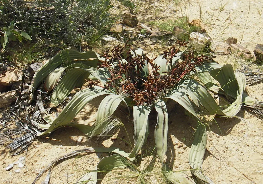 7. Welwitschia: The Immortal Desert Relic With Just Two Endless Leaves (Image Credits: Flickr)