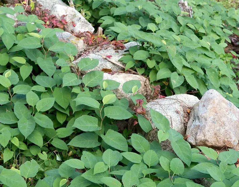 10. Japanese Knotweed – The Invasive Menace with a Powerful Inner Weapon (Image Credits: Flickr)